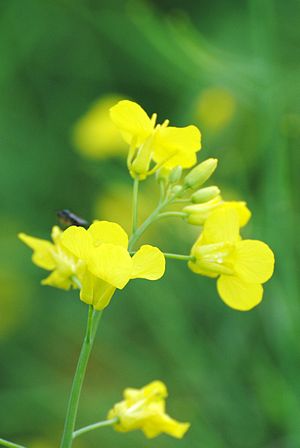 Is Canola Oil Healthy?