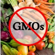 What are Genetically Modified (GMO) foods and seeds?