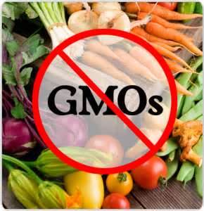 What are Genetically Modified (GMO) foods and seeds?
