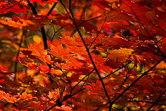 Natural Treatment for Seasonal Depression