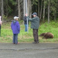 Life in Alaska with Bears