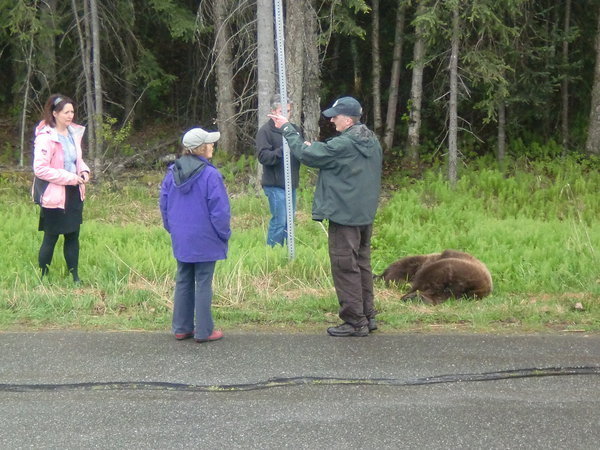 Life in Alaska with Bears