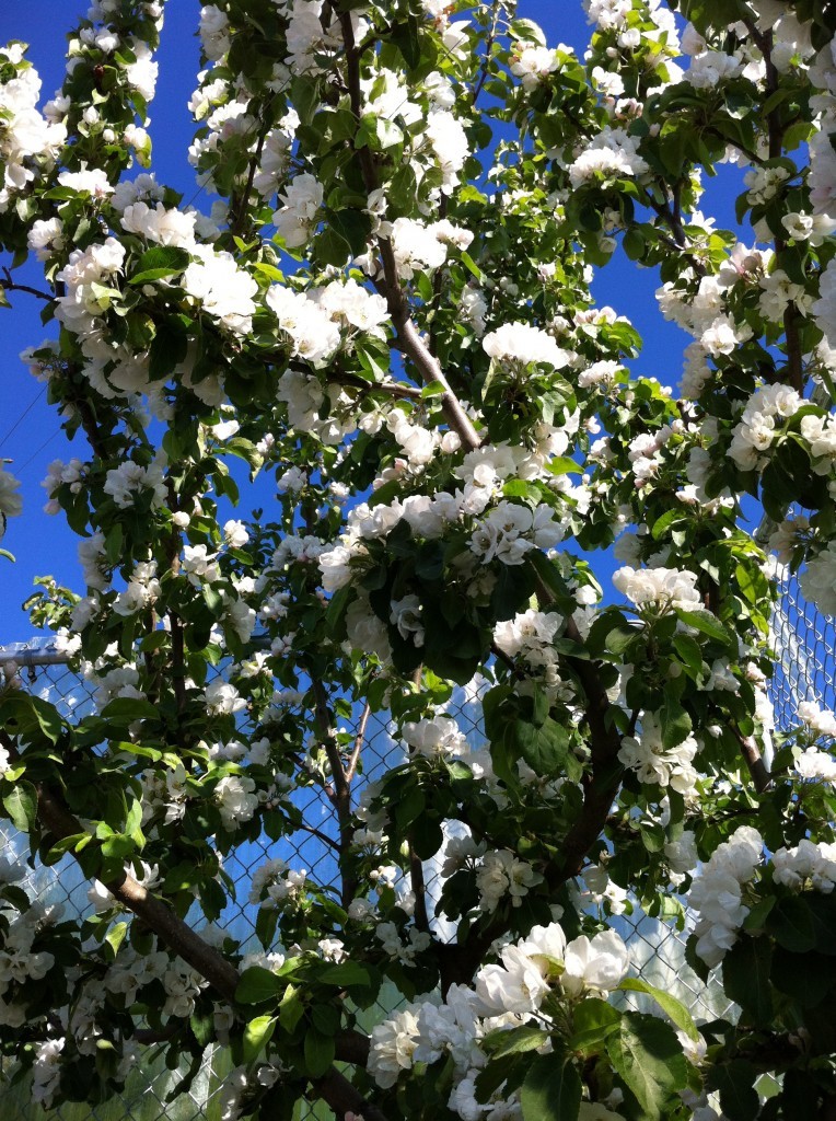 Gardening in Alaska