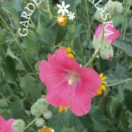 Gardening in Alaska