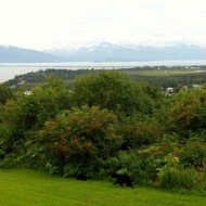 Bears in our Alaska Backyard