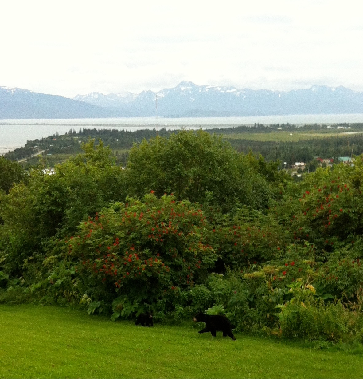 Bears in our Alaskan Backyard