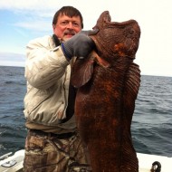 Wolf Fish vs Wolf Eel?