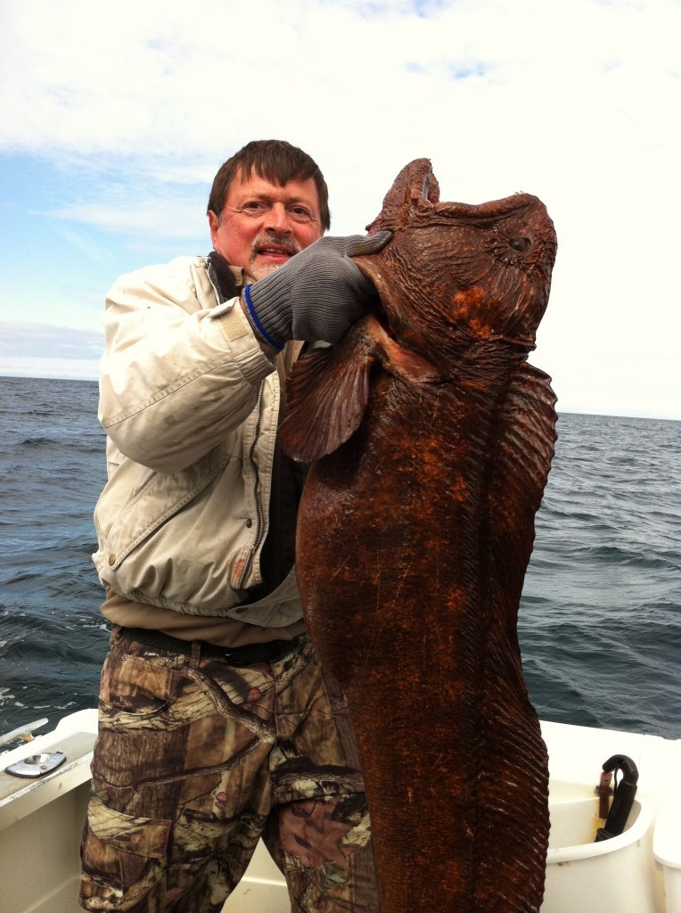 Wolf Fish vs Wolf Eel?