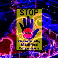 Genetically Modified Genes remain inside you..read more