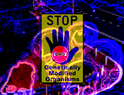 Genetically Modified Genes remain inside you..read more