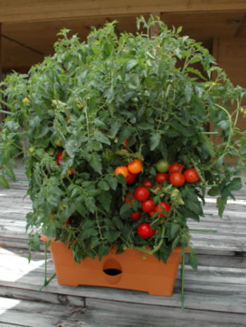 Enter #MissionGiveaway Growbox:  One to WIN and One to GIVE