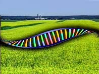 Why Genetically Engineered Food is Dangerous:  New Report