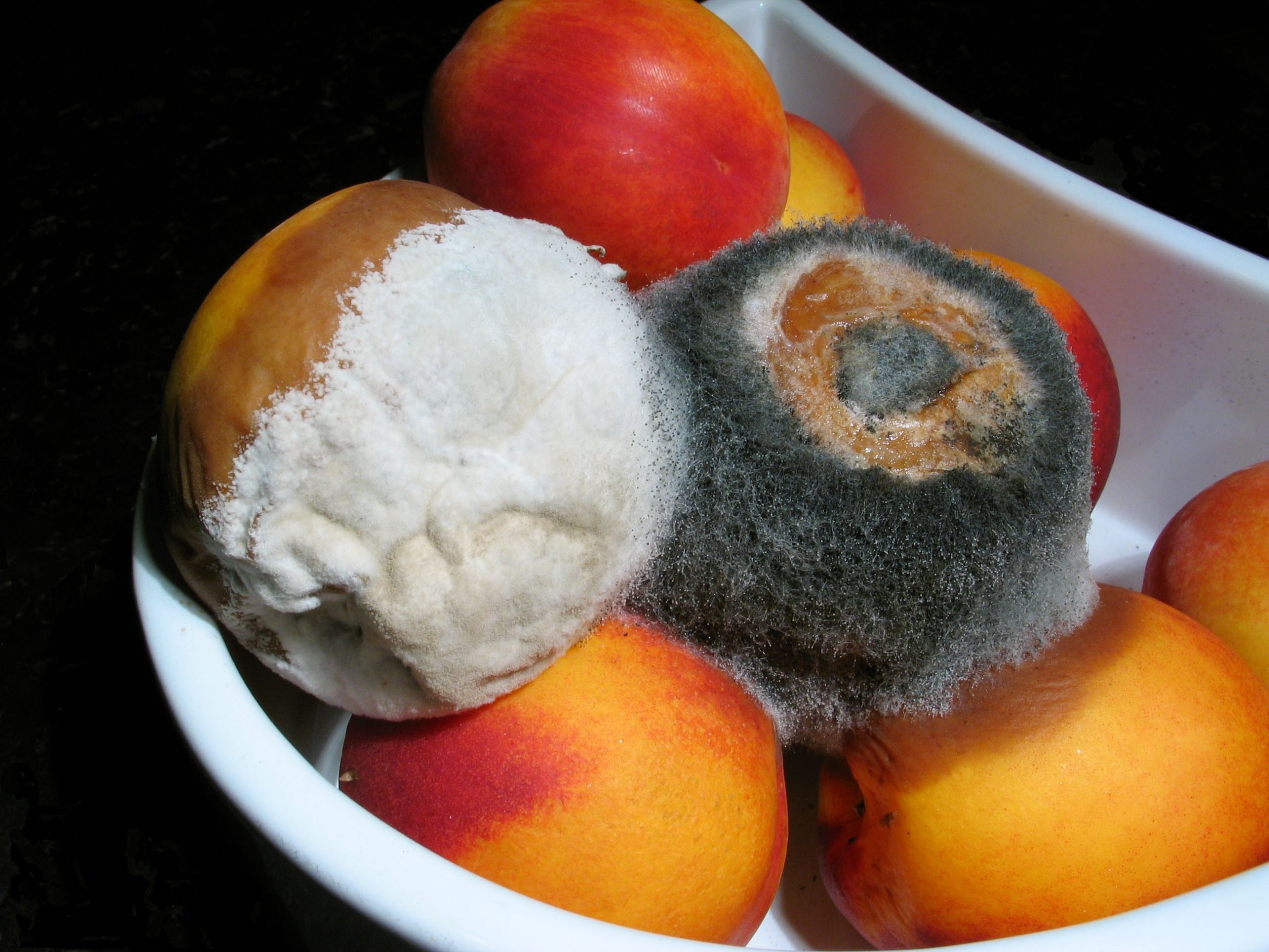Mold Exposure Symptoms