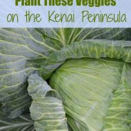 Veggies for the Kenai Peninsula