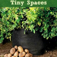 Grow Potatoes in Tiny Spaces