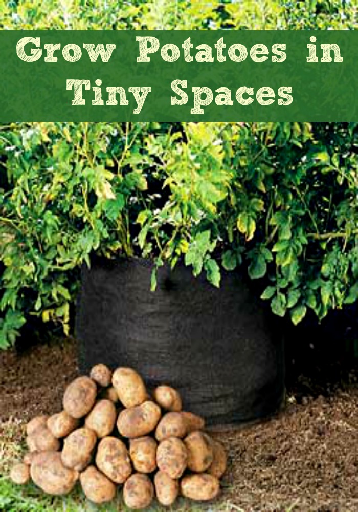 Grow Potatoes in a Tiny Spaces