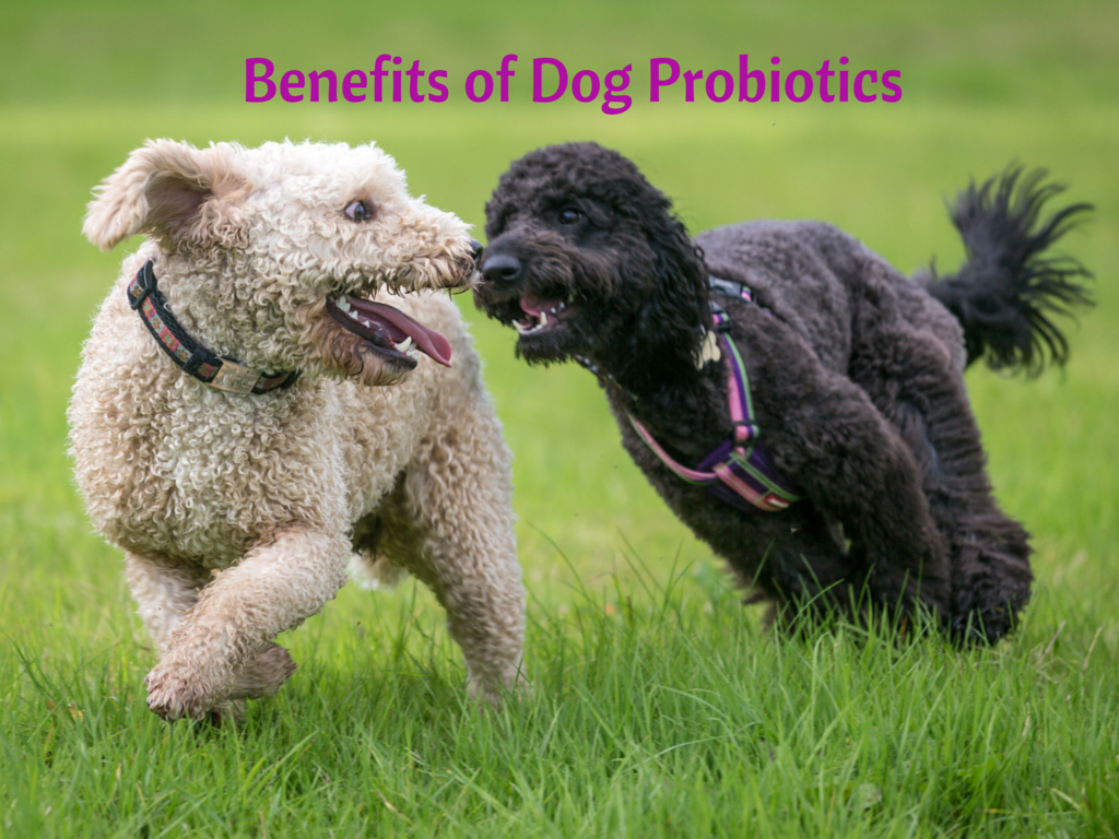 Benefits of Dog Probiotics