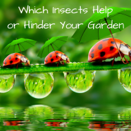 Insects That Help or Hinder Your Garden