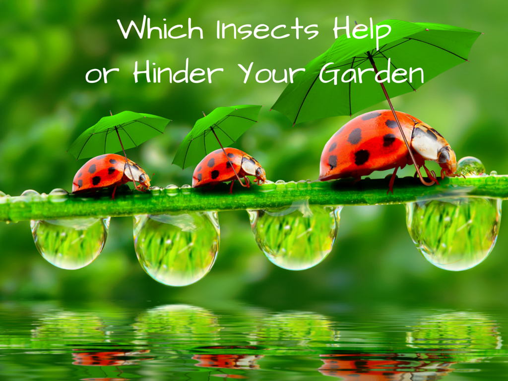 Insects That Help or Hinder Your Garden