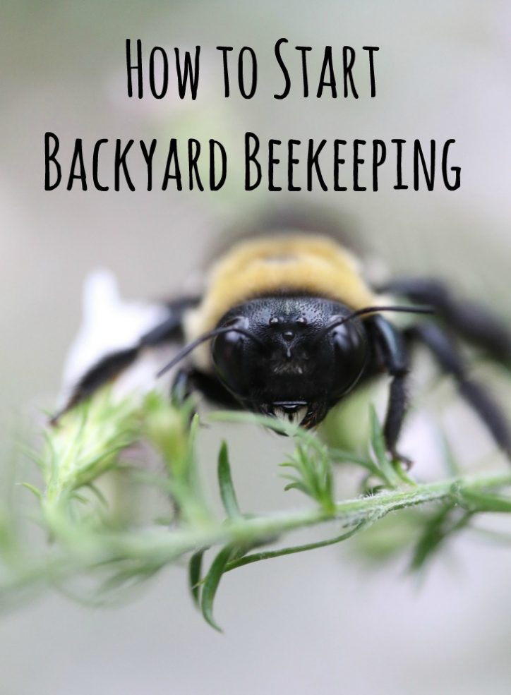 How to Start Backyard Beekeeping