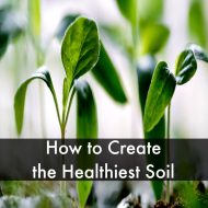 How to Create the Healthiest Soil
