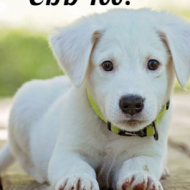 Pets Can Use CBD Too?