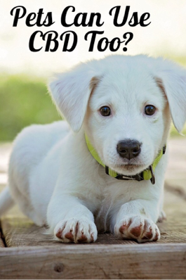 Pets Can Use CBD Too?