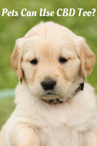 golden retreiever puppy