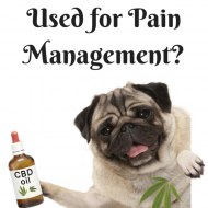 Can CBD Oil be used for Pain Management?