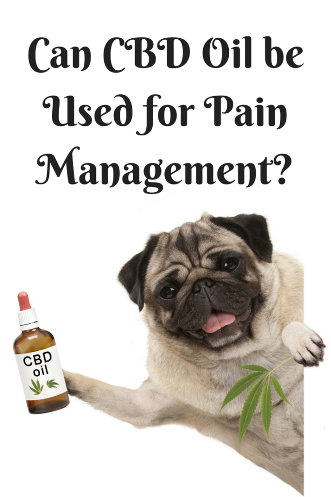 Can CBD Oil be used for Pain Management?