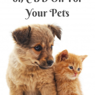 Newest Research on CBD Oil For Your Pets