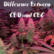 Differences Between CBD and CBG Cannabinoids