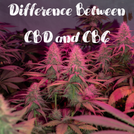 Difference Between CBD and CBG