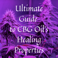 Ultimate Guide to CBG Oil’s Healing Properties